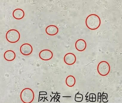 /private/var/mobile/Containers/Data/Application/4494A47D-7093-415A-A026-3639E797C8CB/tmp/insert_image_tmp_dir/2025-04-18 09:28:19.190000.png2025-04-18 09:28:19.190000